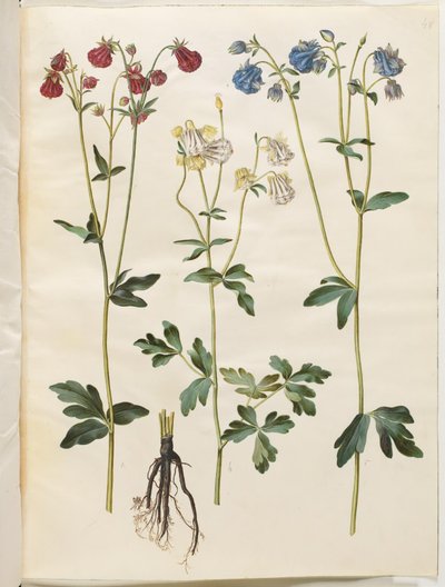 Aquilegia vulgaris (Gemeine Akelei) von Hans Simon Holtzbecker