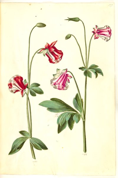 Aquilegia vulgaris (Gemeine Akelei) von Hans Simon Holtzbecker