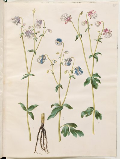 Aquilegia vulgaris (Gewöhnliche Akelei) von Hans Simon Holtzbecker