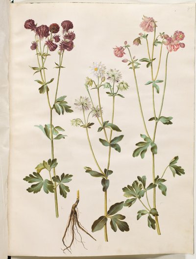 Aquilegia vulgaris (Gemeine Akelei) von Hans Simon Holtzbecker