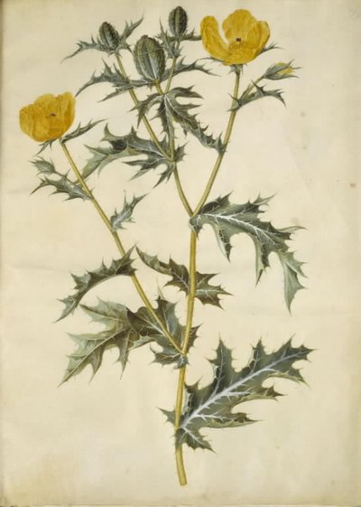 Argemone mexicana (mexikanische Stachelmohn) von Hans Simon Holtzbecker