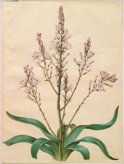 Asphodelus ramosus (verzweigter Affodil) von Hans Simon Holtzbecker