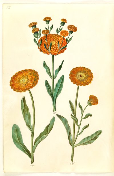 Calendula officinalis (Garten-Ringelblume) von Hans Simon Holtzbecker