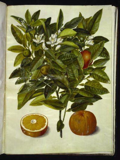 Citrus sinensis (Orange) von Hans Simon Holtzbecker