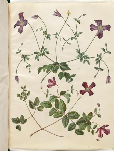 Clematis viticella (italienische Waldrebe) von Hans Simon Holtzbecker
