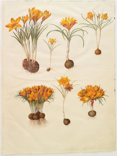 Crocus angustifolius von Hans Simon Holtzbecker