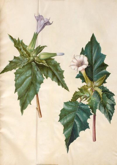 Gemeiner Stechapfel von Hans Simon Holtzbecker