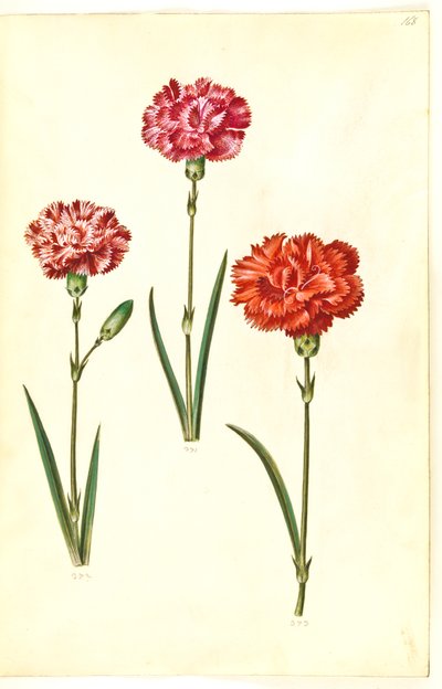 Dianthus caryophyllus (Nelke) von Hans Simon Holtzbecker