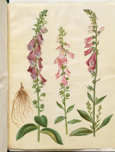 Digitalis purpurea (gemeiner Fingerhut) von Hans Simon Holtzbecker