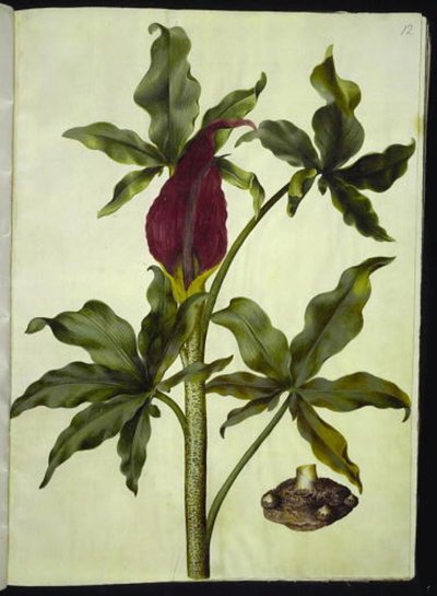 Dracunculus vulgaris (Gemeiner Drachenwurz) von Hans Simon Holtzbecker