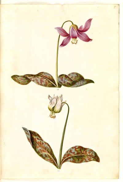 Erythronium dens-canis (echter Hundszahn) von Hans Simon Holtzbecker