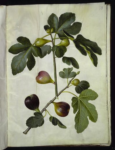 Ficus carica (Gemeine Feige) von Hans Simon Holtzbecker