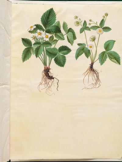 Fragaria vesca (Wald-Erdbeere) von Hans Simon Holtzbecker