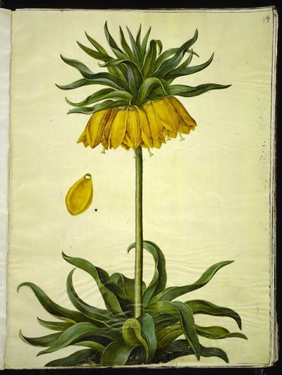 Fritillaria imperialis (Kaiserkronen) von Hans Simon Holtzbecker