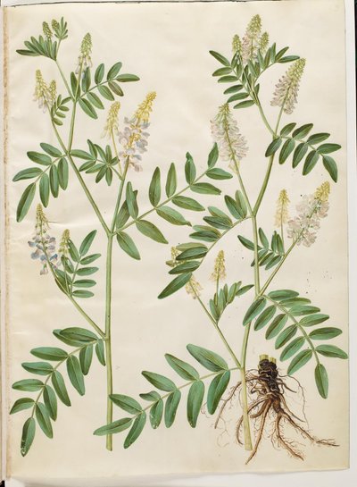 Galega officinalis (Echte Geißraute) von Hans Simon Holtzbecker