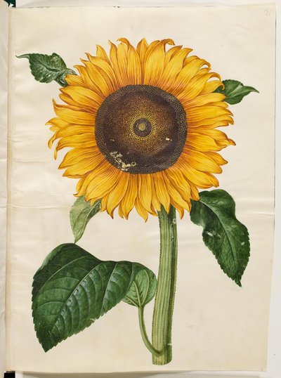 Helianthus annuus (Gemeine Sonnenblume) von Hans Simon Holtzbecker