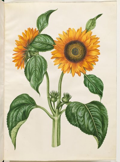 Helianthus annuus (gewöhnliche Sonnenblume) von Hans Simon Holtzbecker