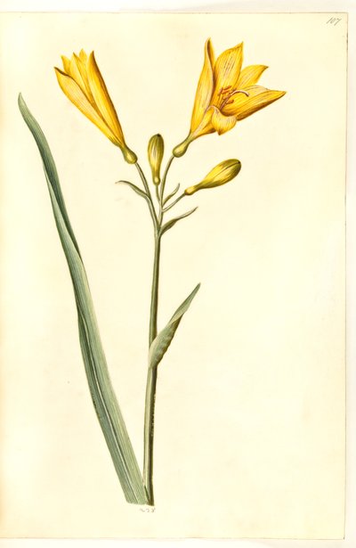 Hemerocallis lilioasphodelus (gelbe Taglilie) von Hans Simon Holtzbecker