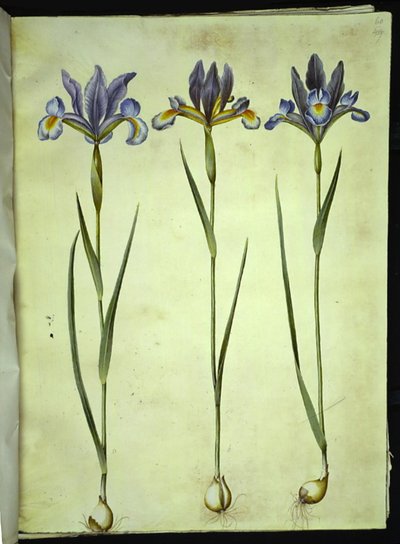 Iris xiphium (Spanische Iris) von Hans Simon Holtzbecker