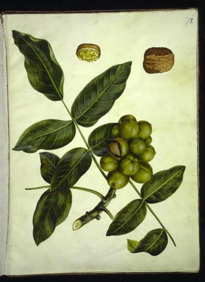 Juglans regia (Gemeine Walnuss) von Hans Simon Holtzbecker