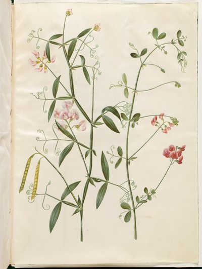 Lathyrus sylvestris (Wald-Platterbse); Lathyrus tuberosus (Knollen-Platterbse) von Hans Simon Holtzbecker