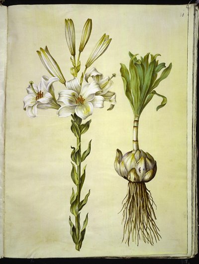Lilium candidum (Madonnenlilie) von Hans Simon Holtzbecker