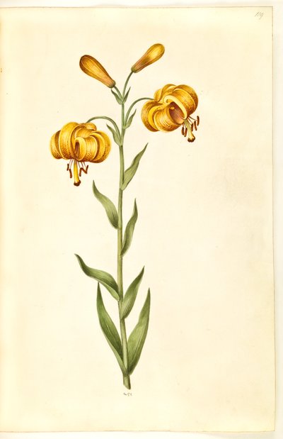 Lilium pyrenaicum (Pyrenäen-Lilie) von Hans Simon Holtzbecker
