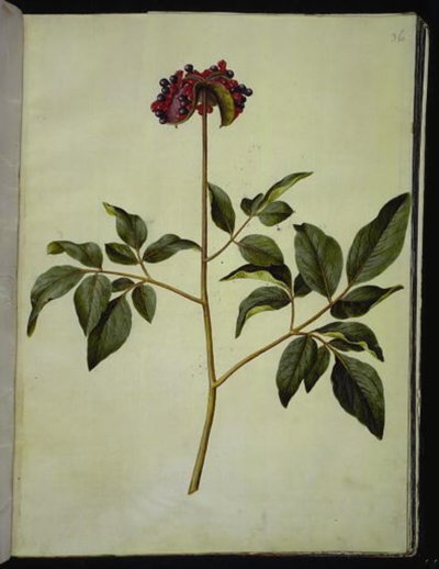 Pfingstrose (Rosen-Seidenpflanze) von Hans Simon Holtzbecker