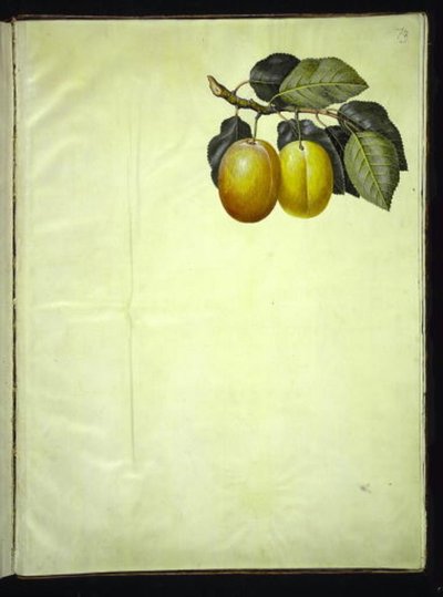 Prunus domestica (Pflaume) von Hans Simon Holtzbecker