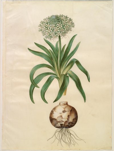 Peruanische Schilla (Riesen-Schilla) von Hans Simon Holtzbecker