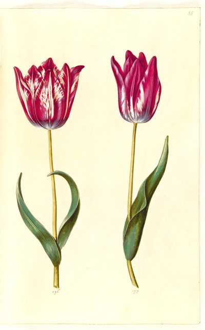 Tulipa gesneriana (Gartentulpe) von Hans Simon Holtzbecker