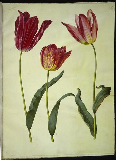 Tulipa gesneriana (Gartentulpe) von Hans Simon Holtzbecker