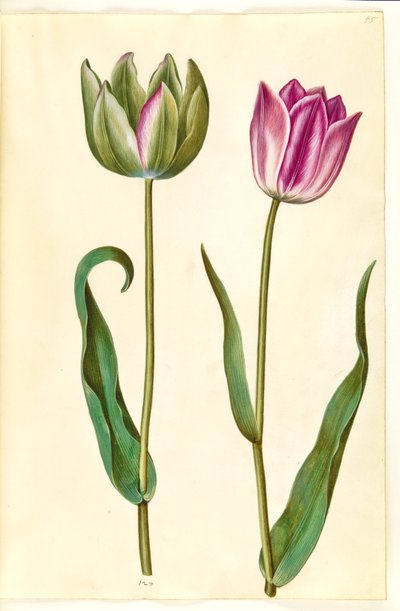 Tulipa gesneriana (Gartentulpe) von Hans Simon Holtzbecker