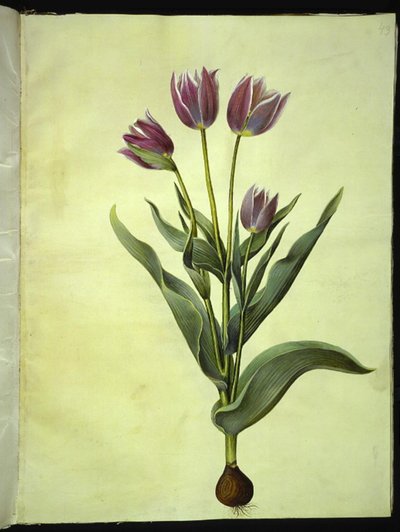 Tulipa gesneriana (Gartentulpe) von Hans Simon Holtzbecker