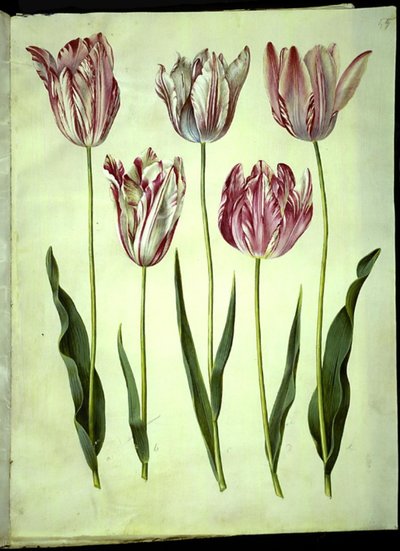 Tulipa gesneriana (Gartentulpe) von Hans Simon Holtzbecker