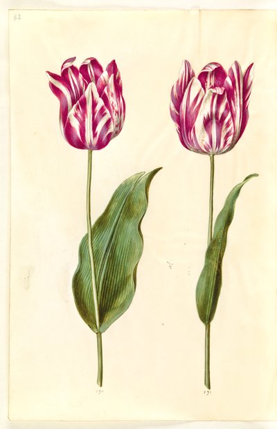 Tulipa gesneriana (Gartentulpe) von Hans Simon Holtzbecker