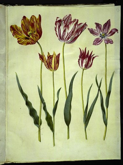 Tulipa gesneriana (Gartentulpe) von Hans Simon Holtzbecker