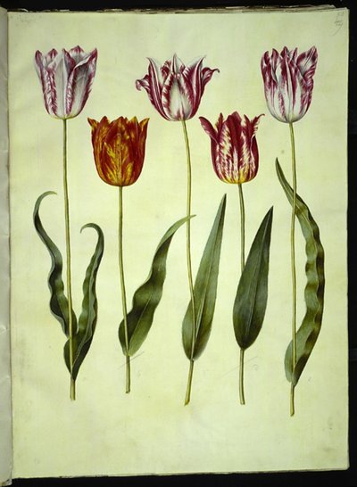 Tulipa gesneriana (Gartentulpe) von Hans Simon Holtzbecker