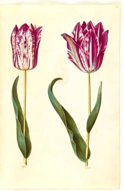 Tulipa gesneriana (Gartentulpe) von Hans Simon Holtzbecker