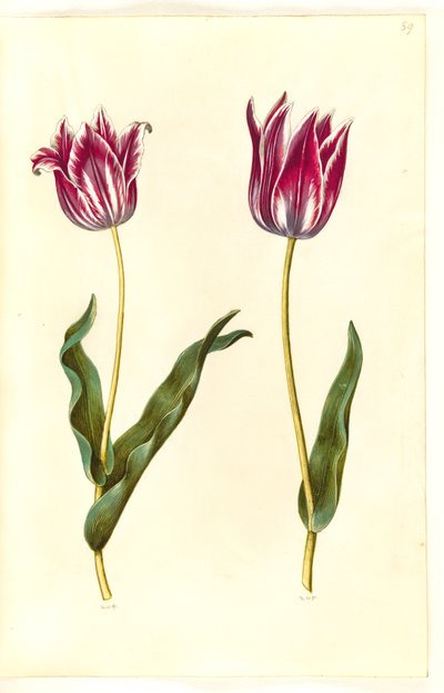 Tulipa gesneriana (Gartentulpe) von Hans Simon Holtzbecker