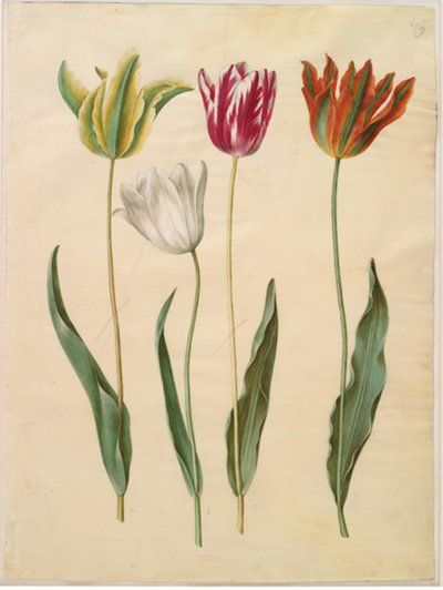 Tulipa gesneriana (Gartentulpe) von Hans Simon Holtzbecker