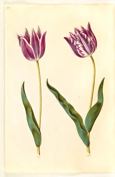 Tulipa gesneriana (Gartentulpe) von Hans Simon Holtzbecker