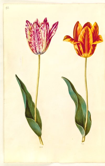 Tulipa gesneriana (Gartentulpe) von Hans Simon Holtzbecker