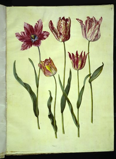 Tulipa gesneriana (Gartentulpe) von Hans Simon Holtzbecker