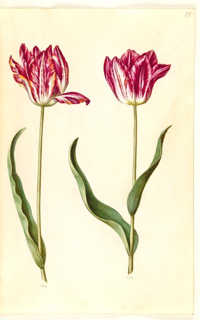 Gartentulpe (Tulipa gesneriana) von Hans Simon Holtzbecker