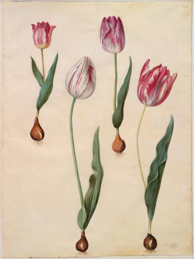 Tulipa gesneriana (Gartentulpe) von Hans Simon Holtzbecker