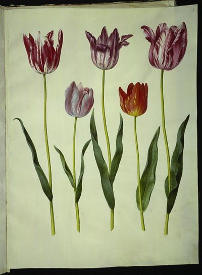 Tulipa gesneriana (Gartentulpe) von Hans Simon Holtzbecker