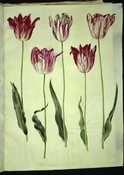 Tulipa gesneriana (Gartentulpe) von Hans Simon Holtzbecker