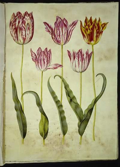 Tulipa gesneriana (Garten-Tulpe) von Hans Simon Holtzbecker