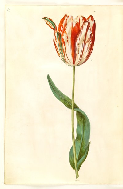 Tulipa gesneriana (Gartentulpe) von Hans Simon Holtzbecker